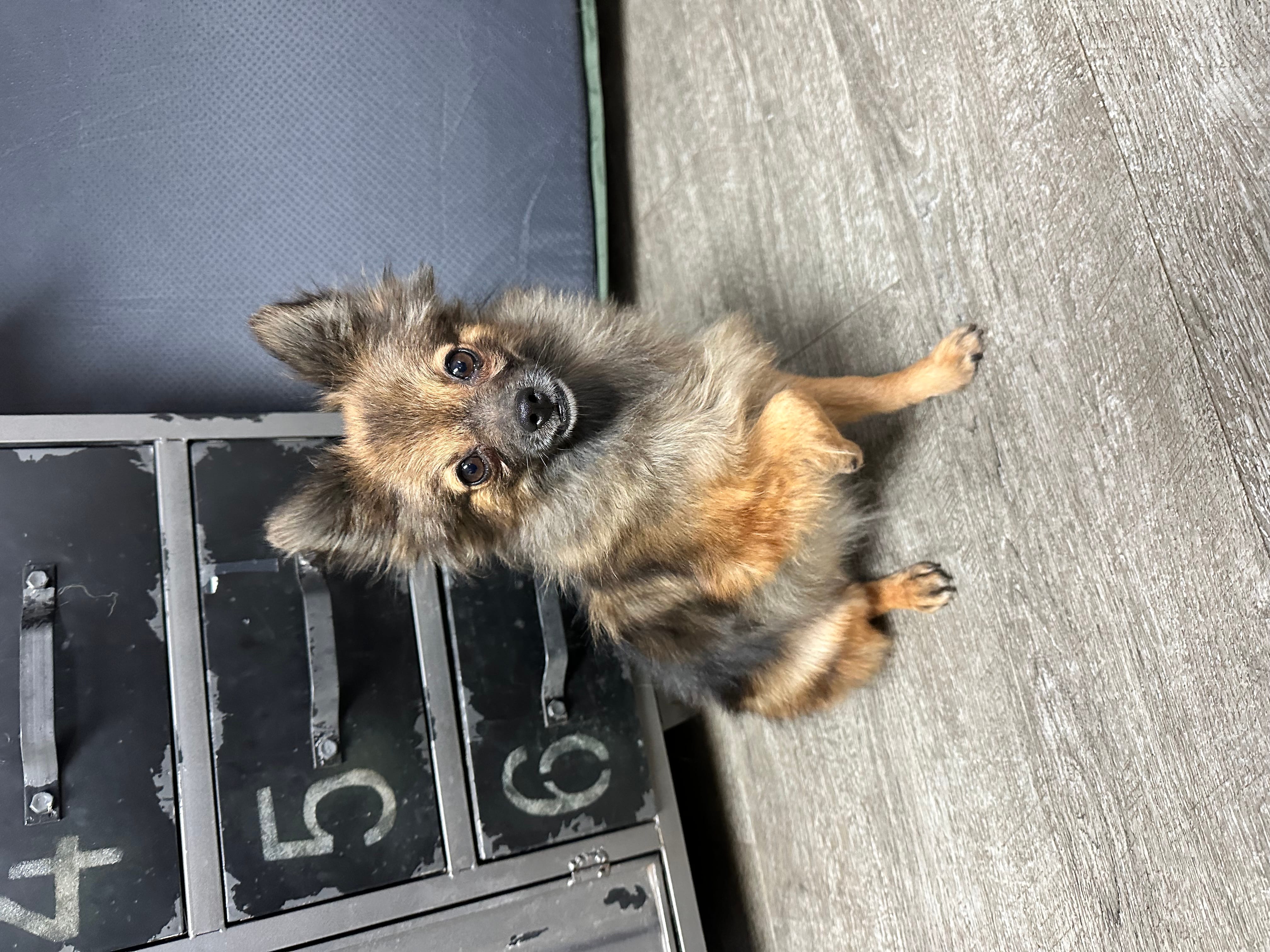 Adopt Crimson Today Find Paw Pal