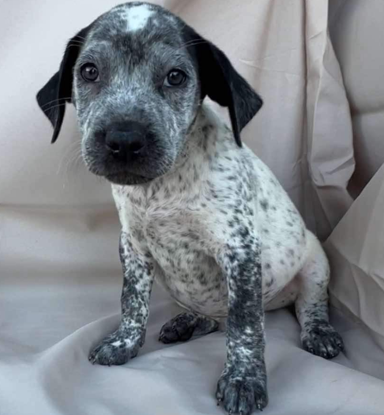 Adopt Jeter Today Find Paw Pal