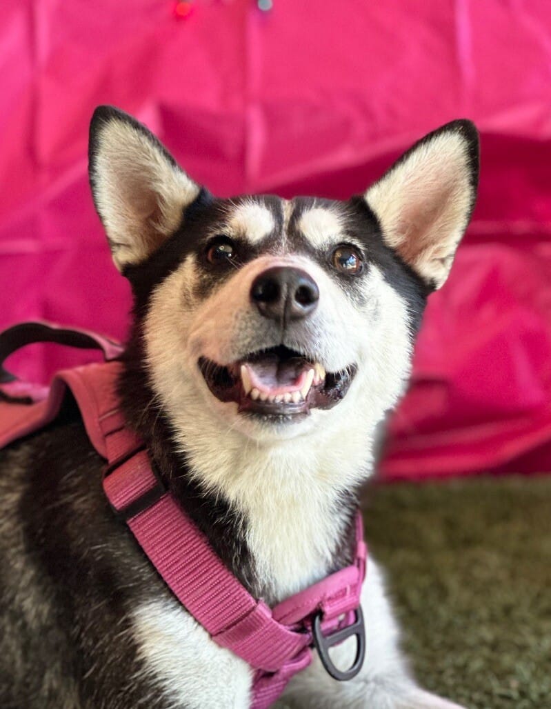 Adopt Lia Today Pets TheCountyOffice