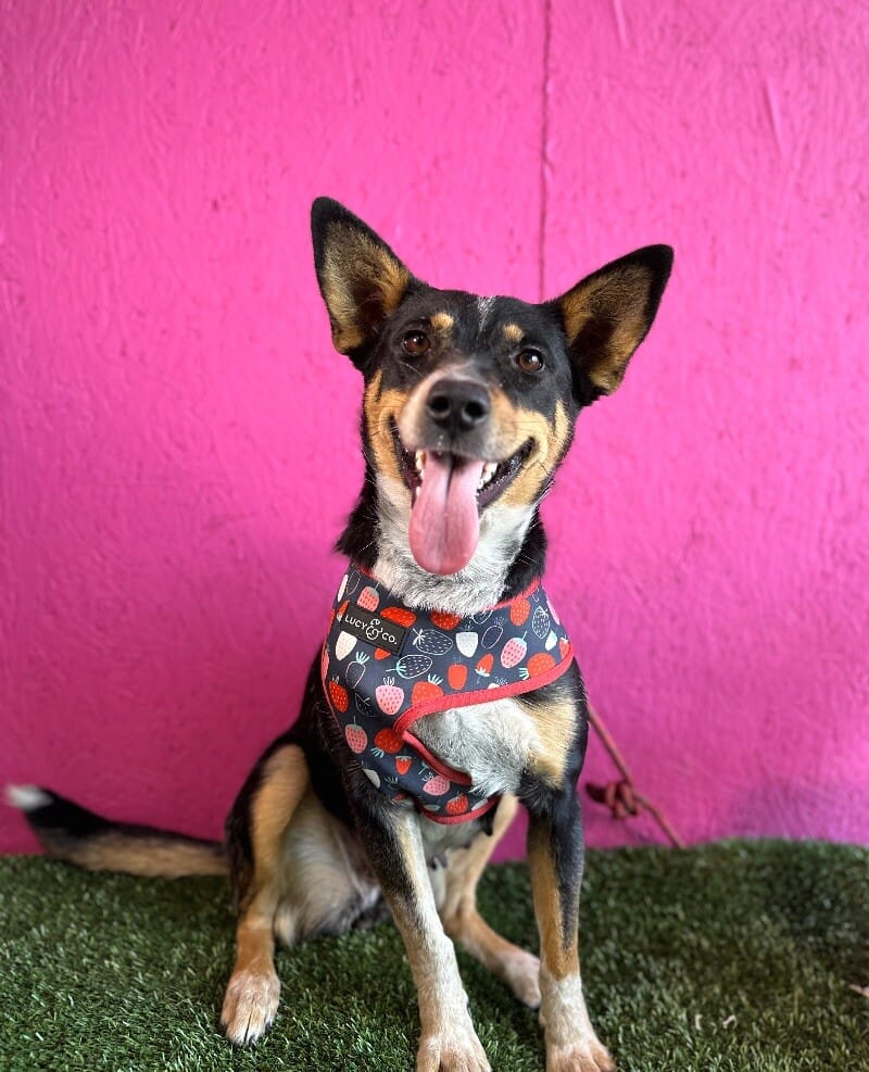 Adopt Linda Today Find Paw Pal