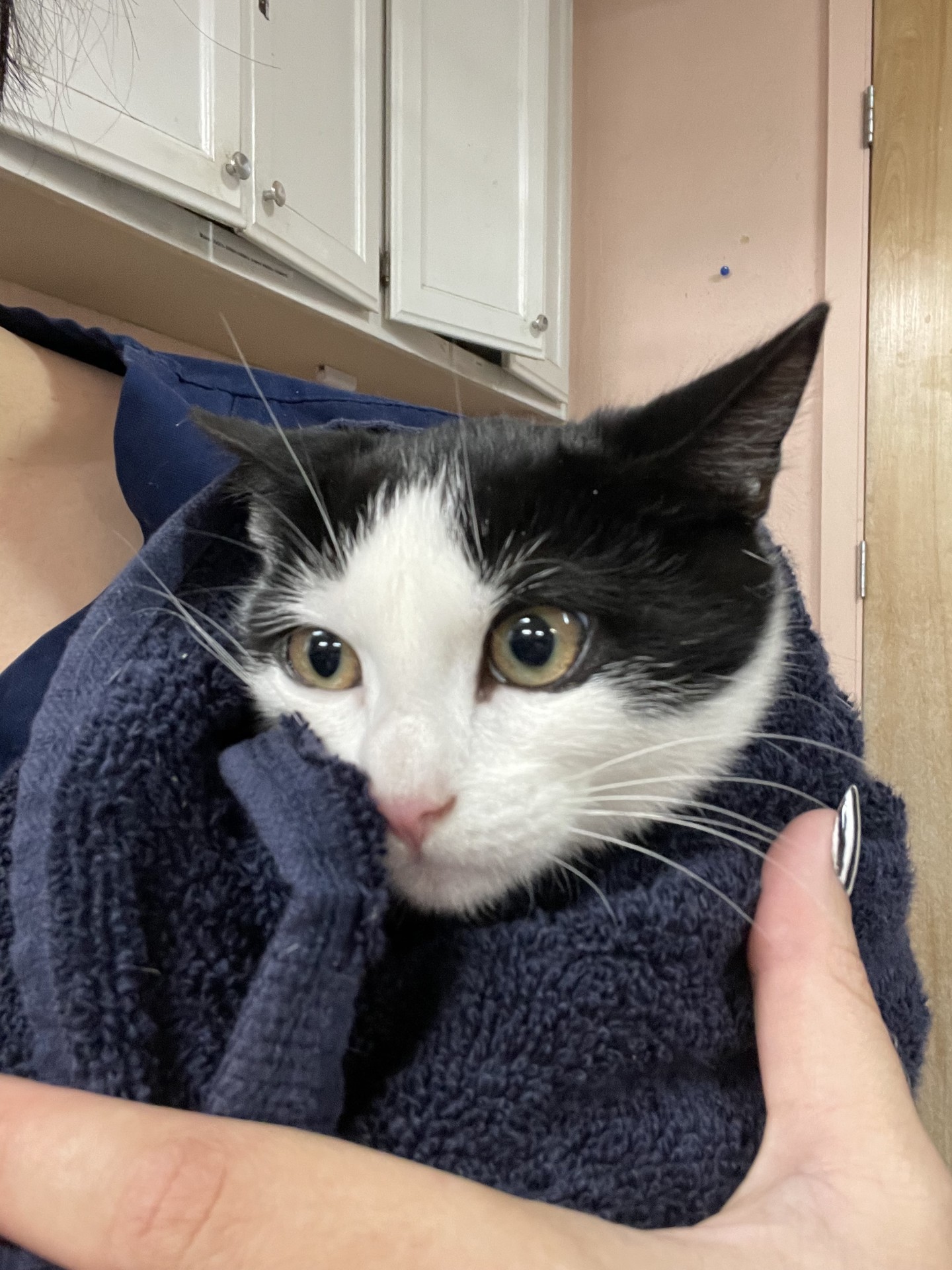 Adopt Registration Today Pets TheCountyOffice