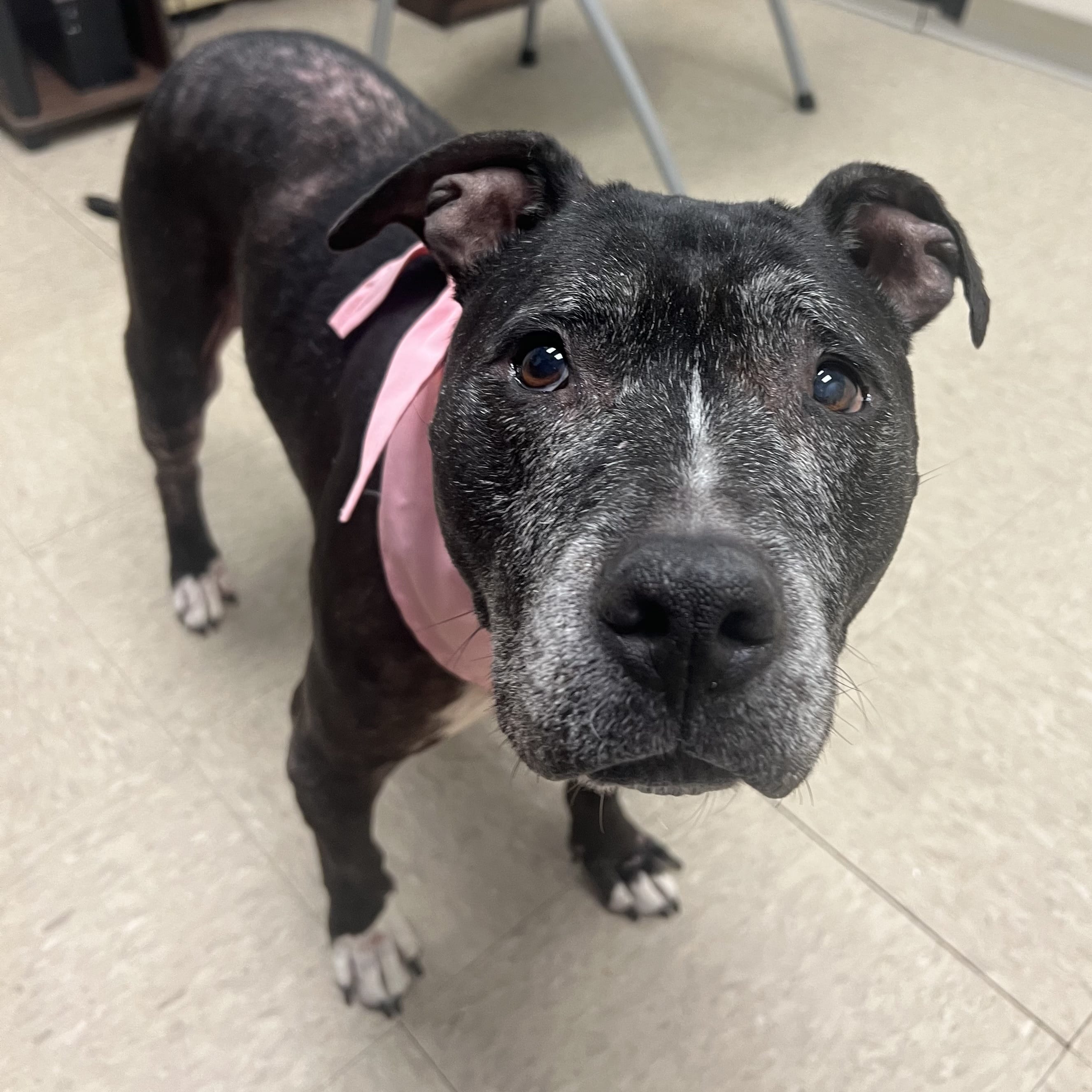 Adopt Nellie Today Find Paw Pal