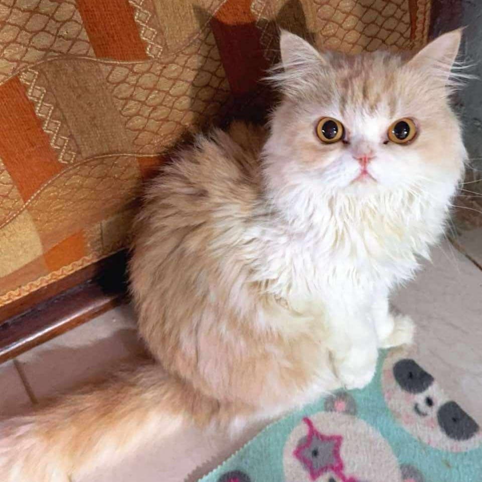 Adopt BUNNY Today Find Paw Pal