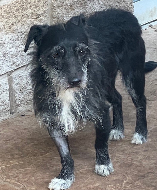 Adopt CHESTER Today Find Paw Pal