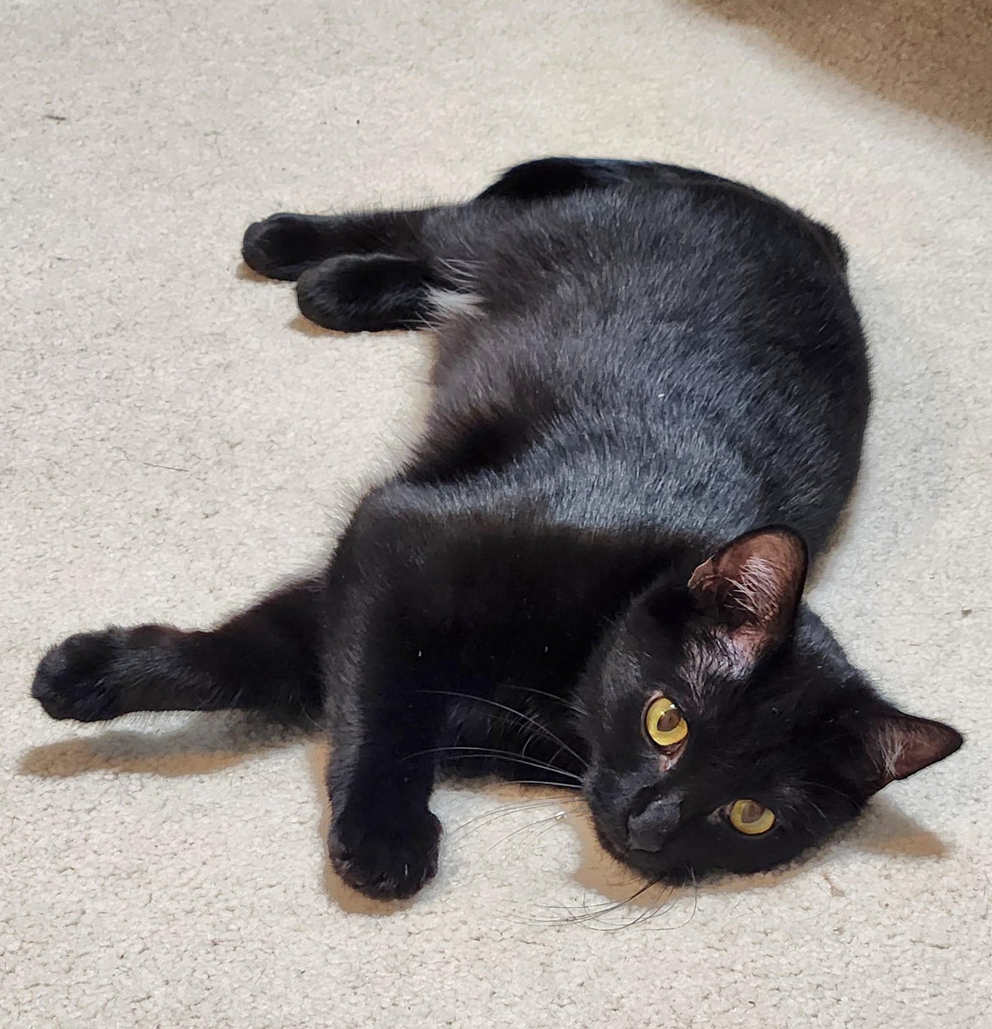 Adopt Lotus Today Find Paw Pal