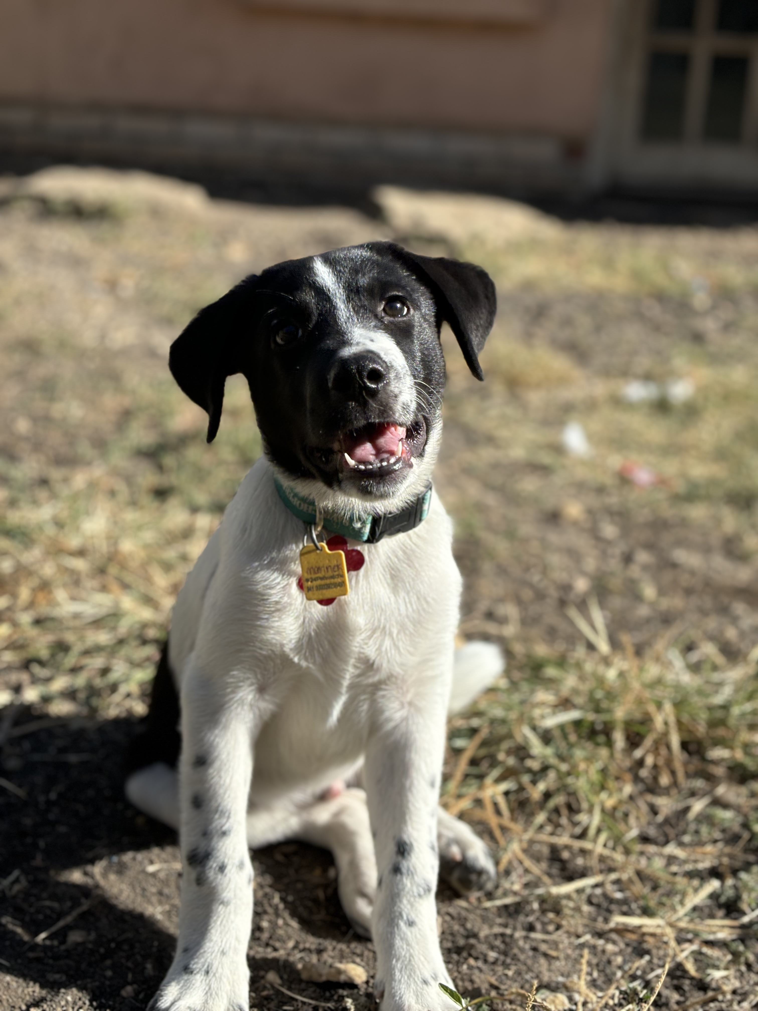 Adopt Mariner Today Find Paw Pal