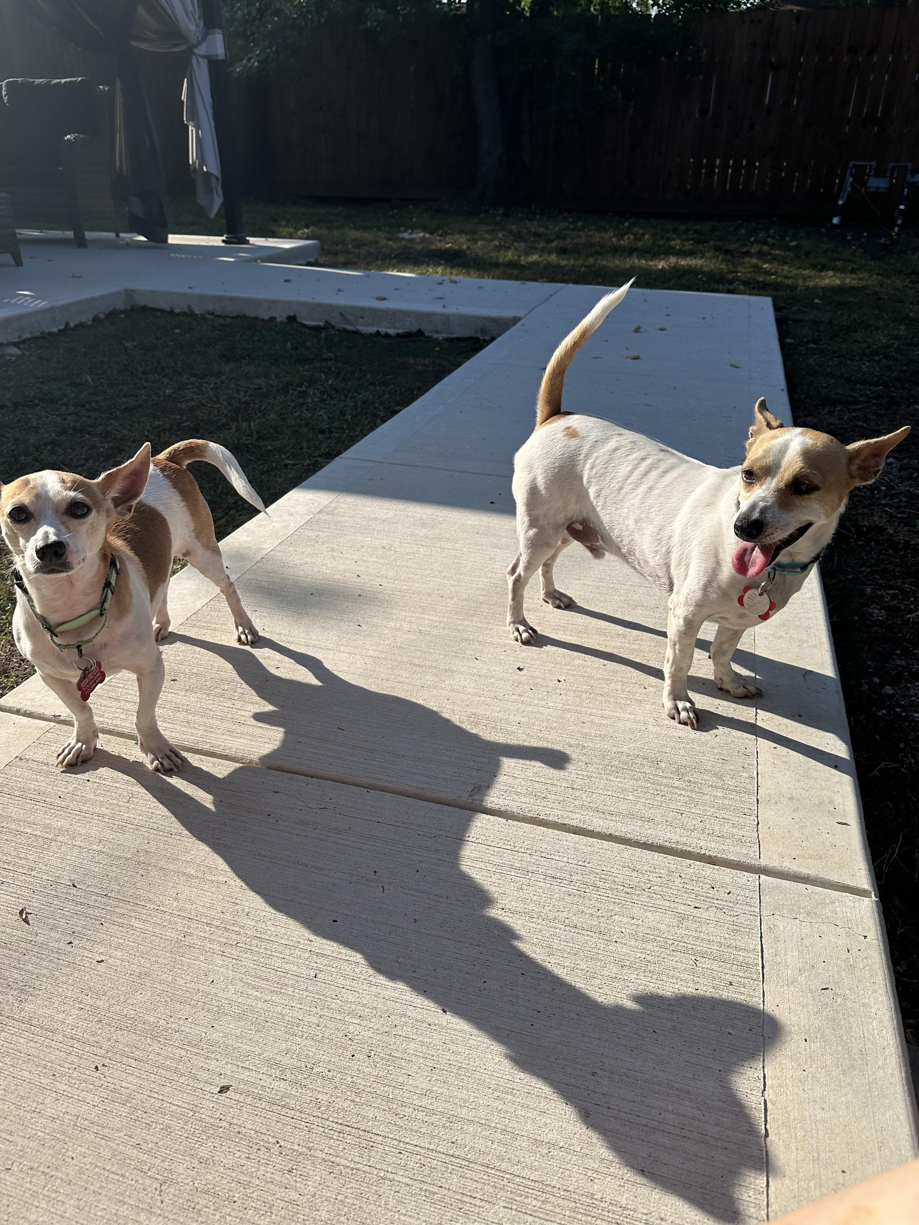 Adopt Hunter and/ or Itty Bitty Today Find Paw Pal