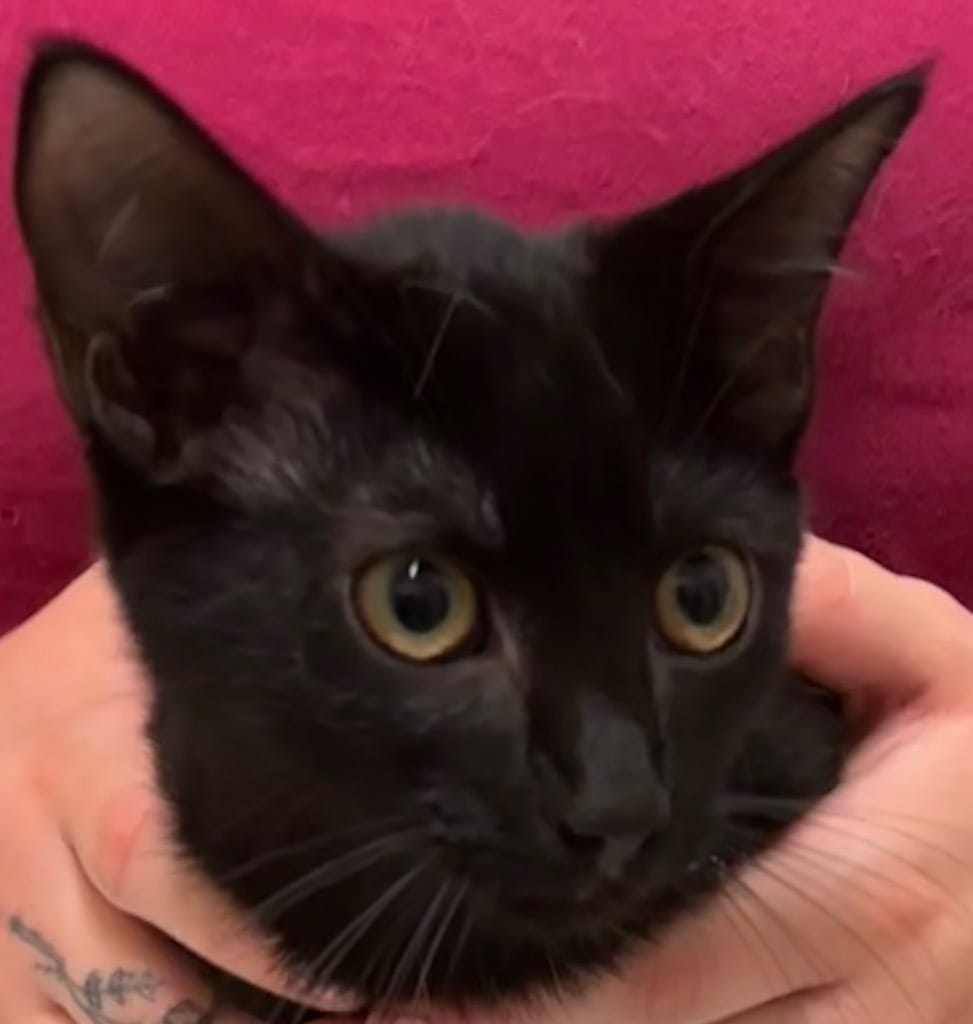 Adopt WHISPER Today Find Paw Pal