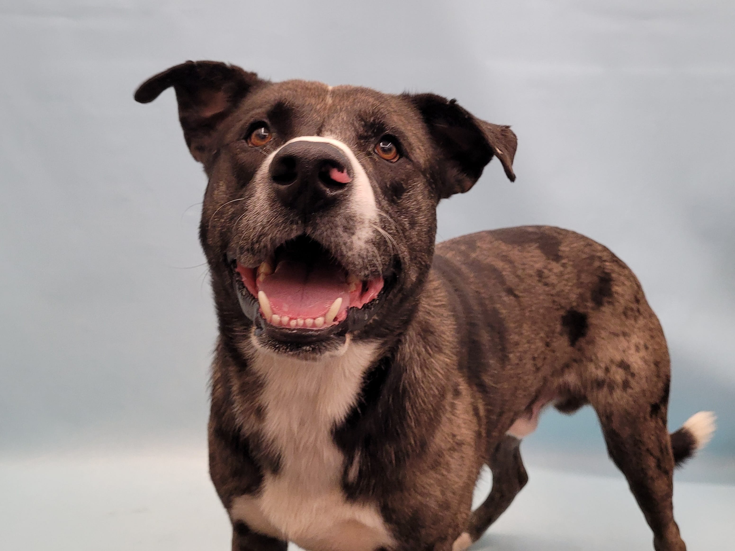 Adopt Kona 1 year old AVL 11/1 Today Find Paw Pal