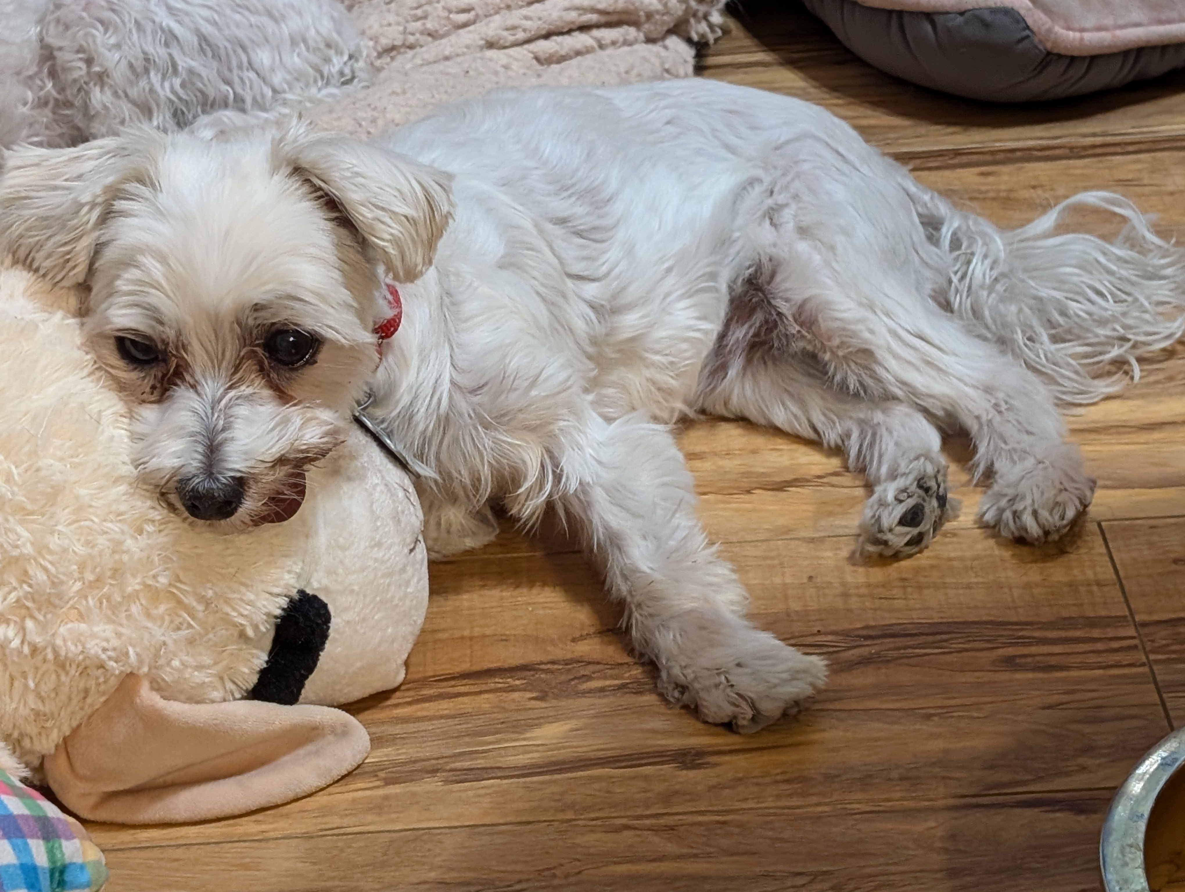 Adopt Audrey Today Pets TheCountyOffice