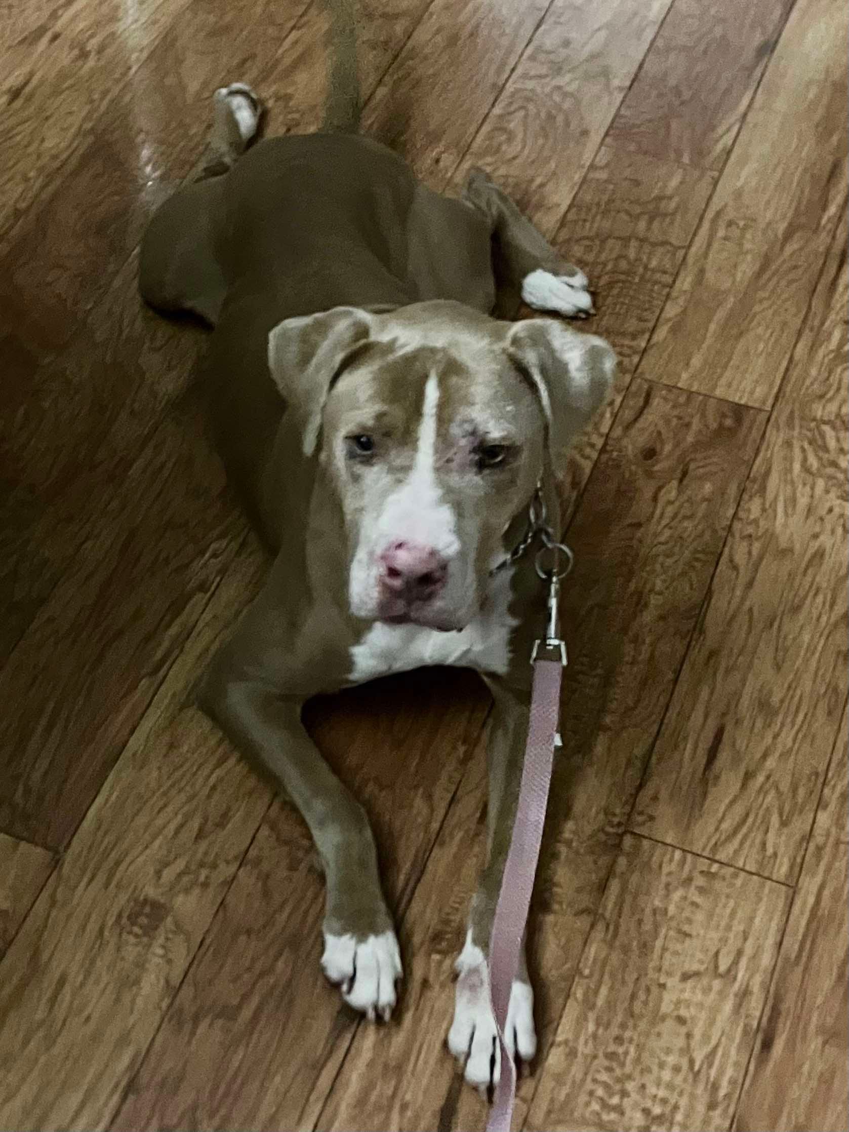 Adopt Blair Today Find Paw Pal