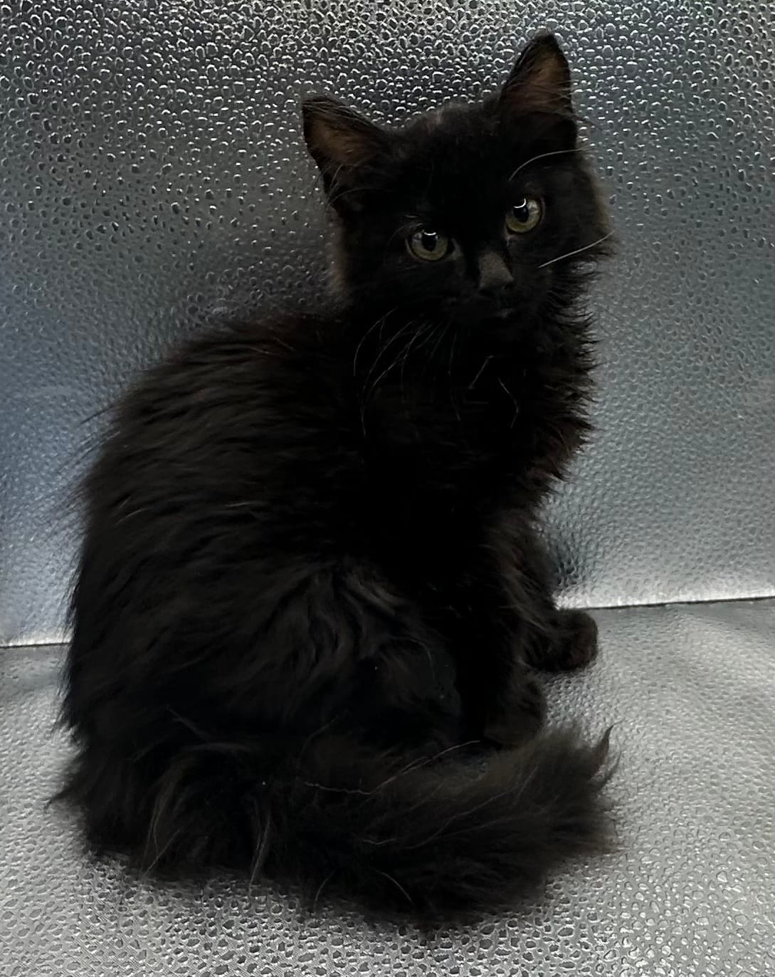 Adopt Houston tortie fluffy Today Pets TheCountyOffice