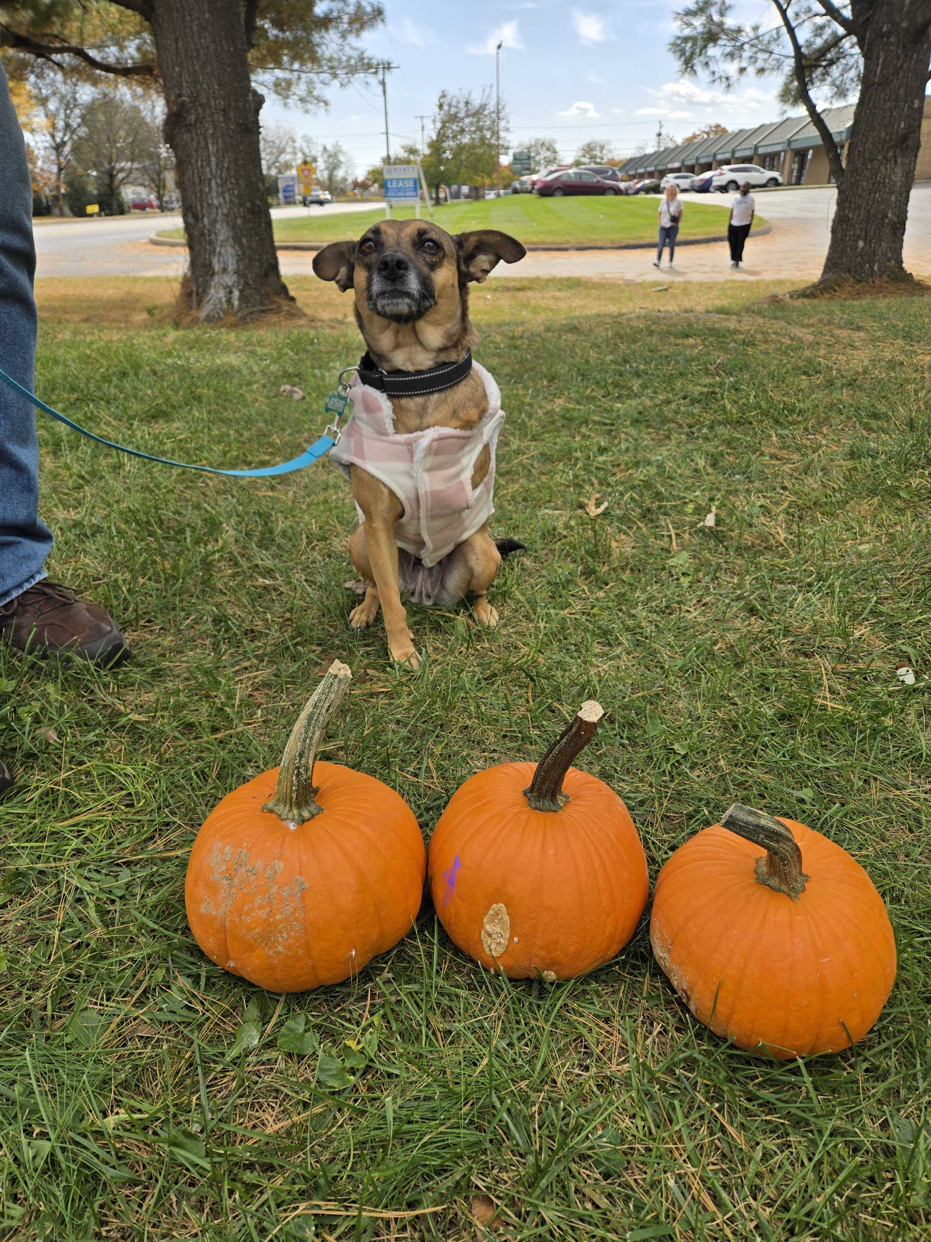 Adopt Moxie Today Find Paw Pal