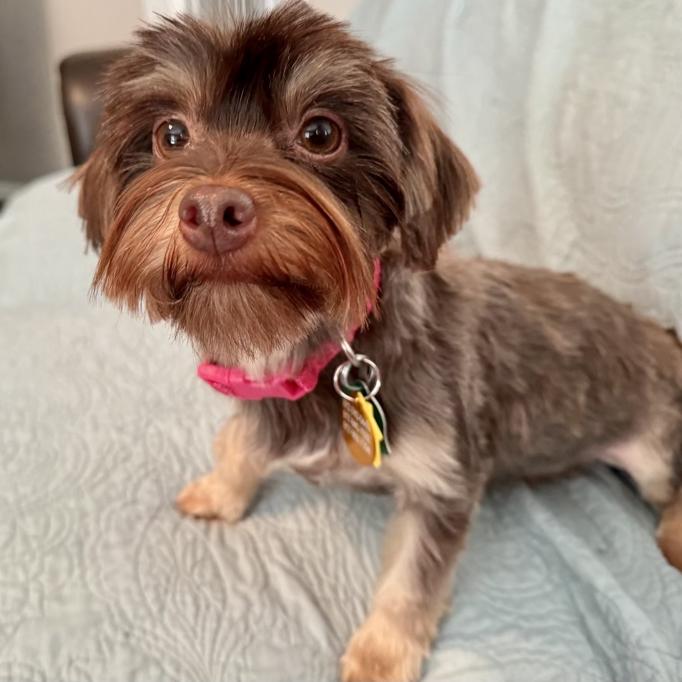 Adopt Meadow Miller Today Pets TheCountyOffice