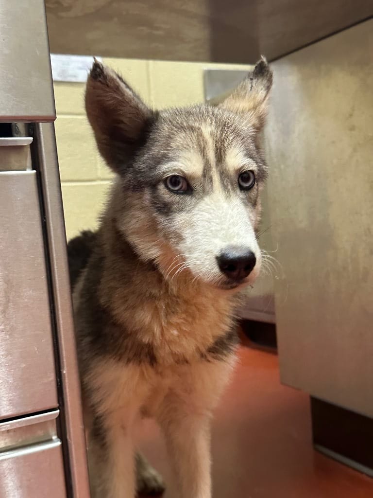 Adopt Lyra Today Find Paw Pal