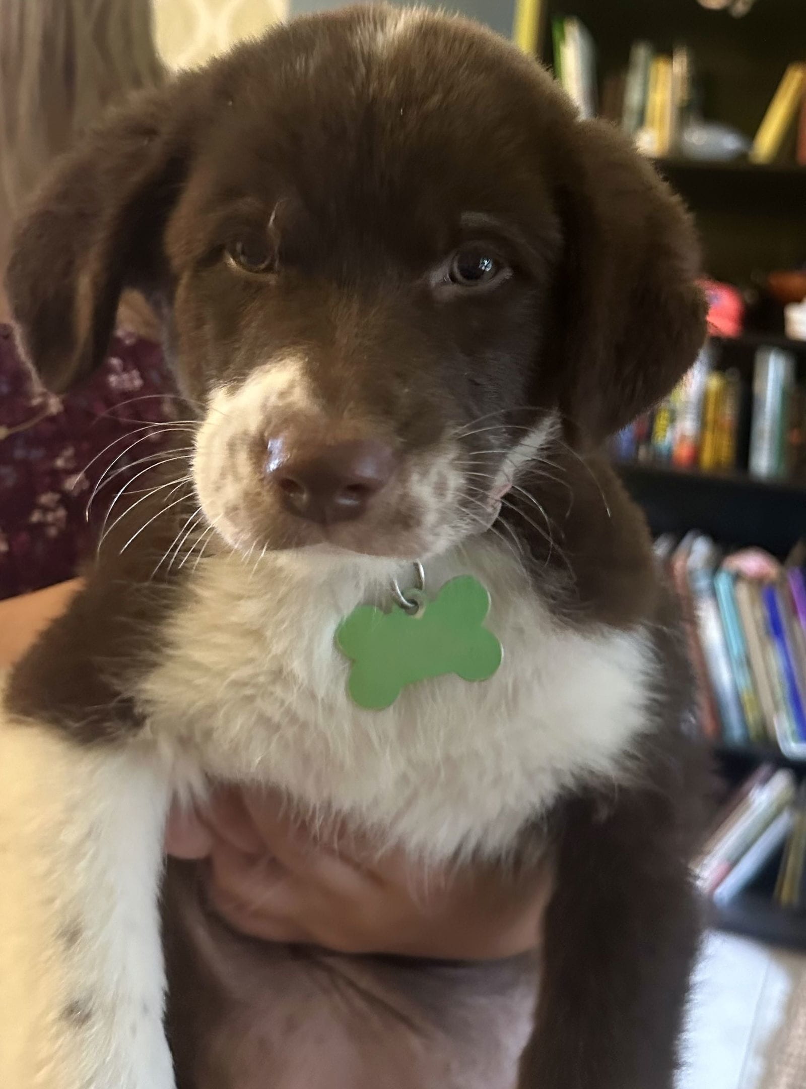 Adopt Jewel * Today Pets TheCountyOffice