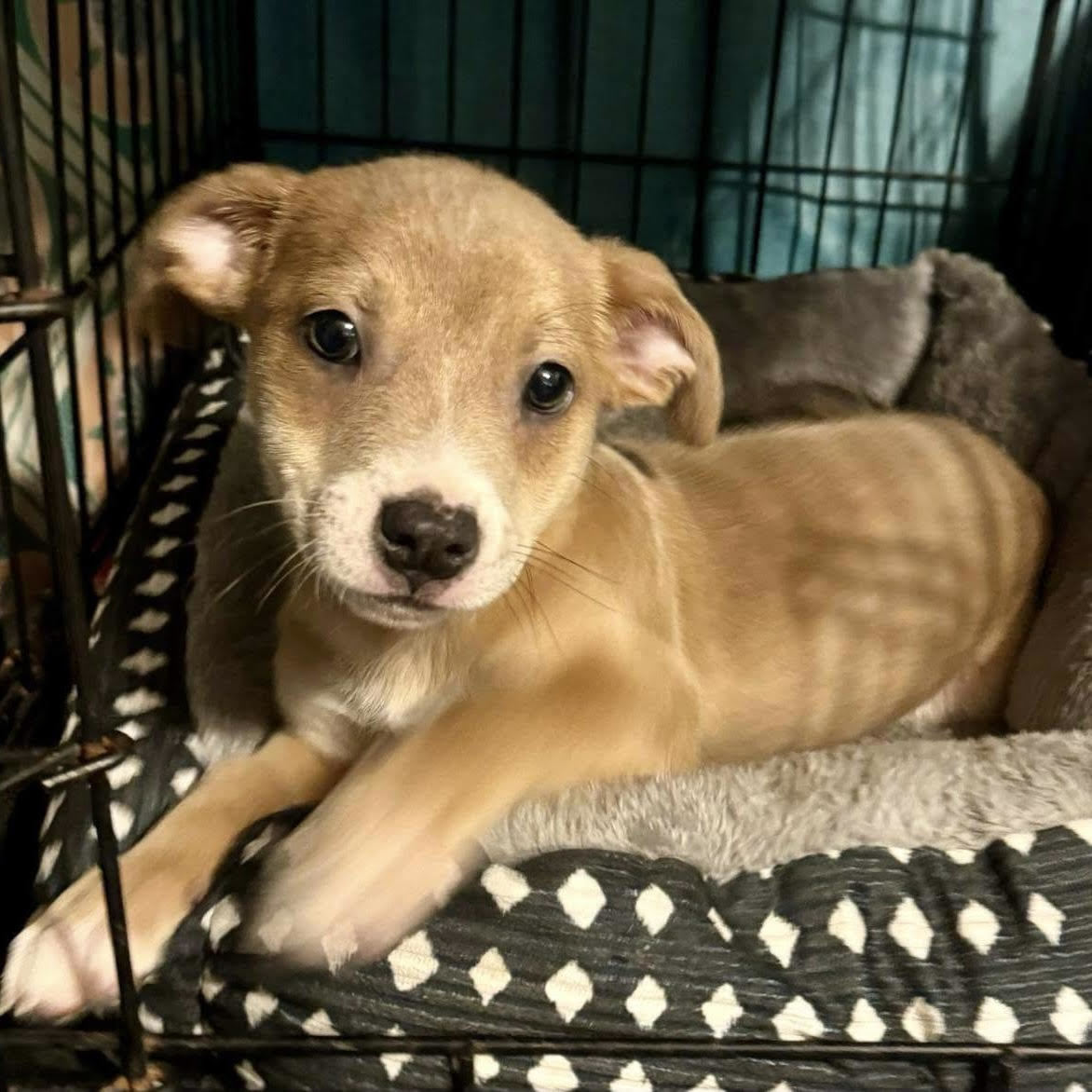 Adopt Grey Today Find Paw Pal