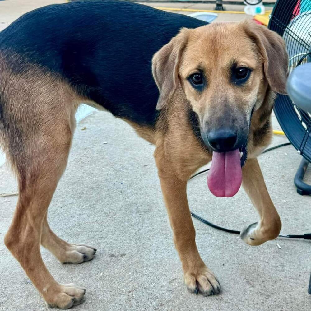 Adopt Aurora Today Pets TheCountyOffice