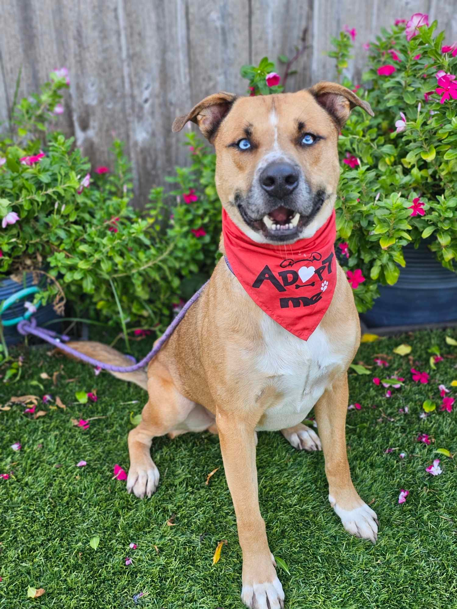 Adopt Poke Today Find Paw Pal