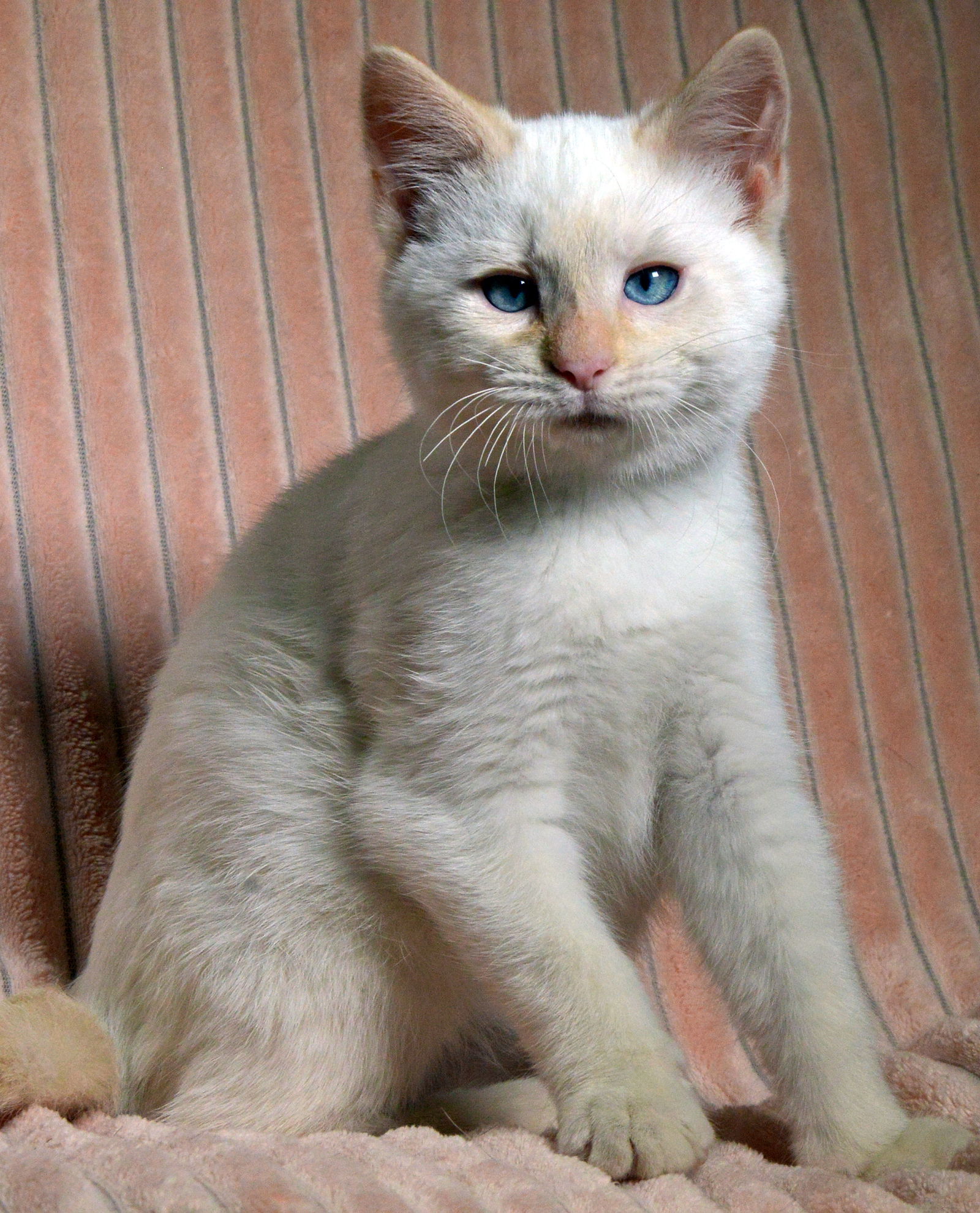 Adopt Harold and Kumar Today Find Paw Pal