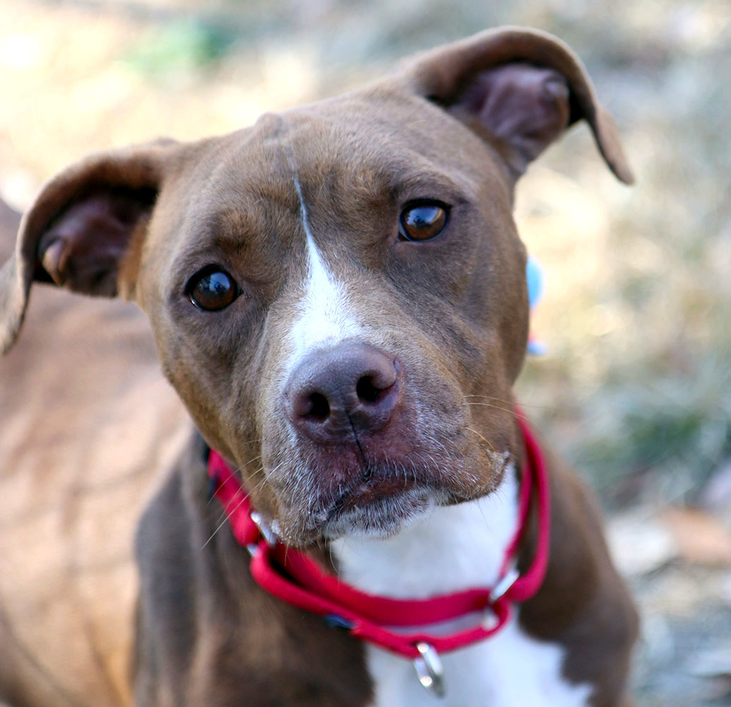 Adopt TABBY Today Find Paw Pal