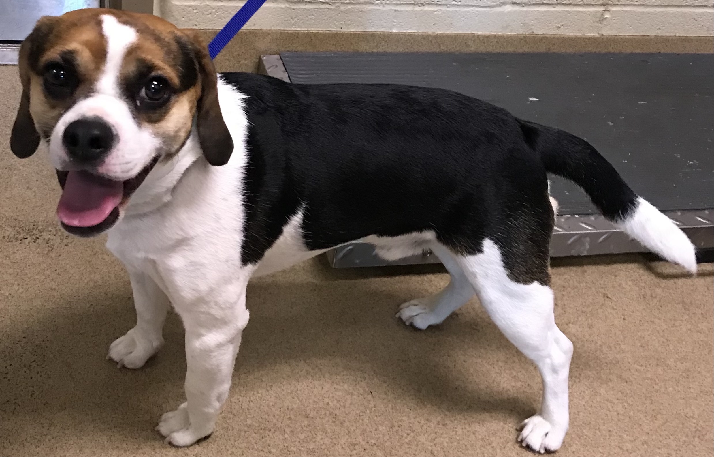 Adopt Sour Patch Today Find Paw Pal