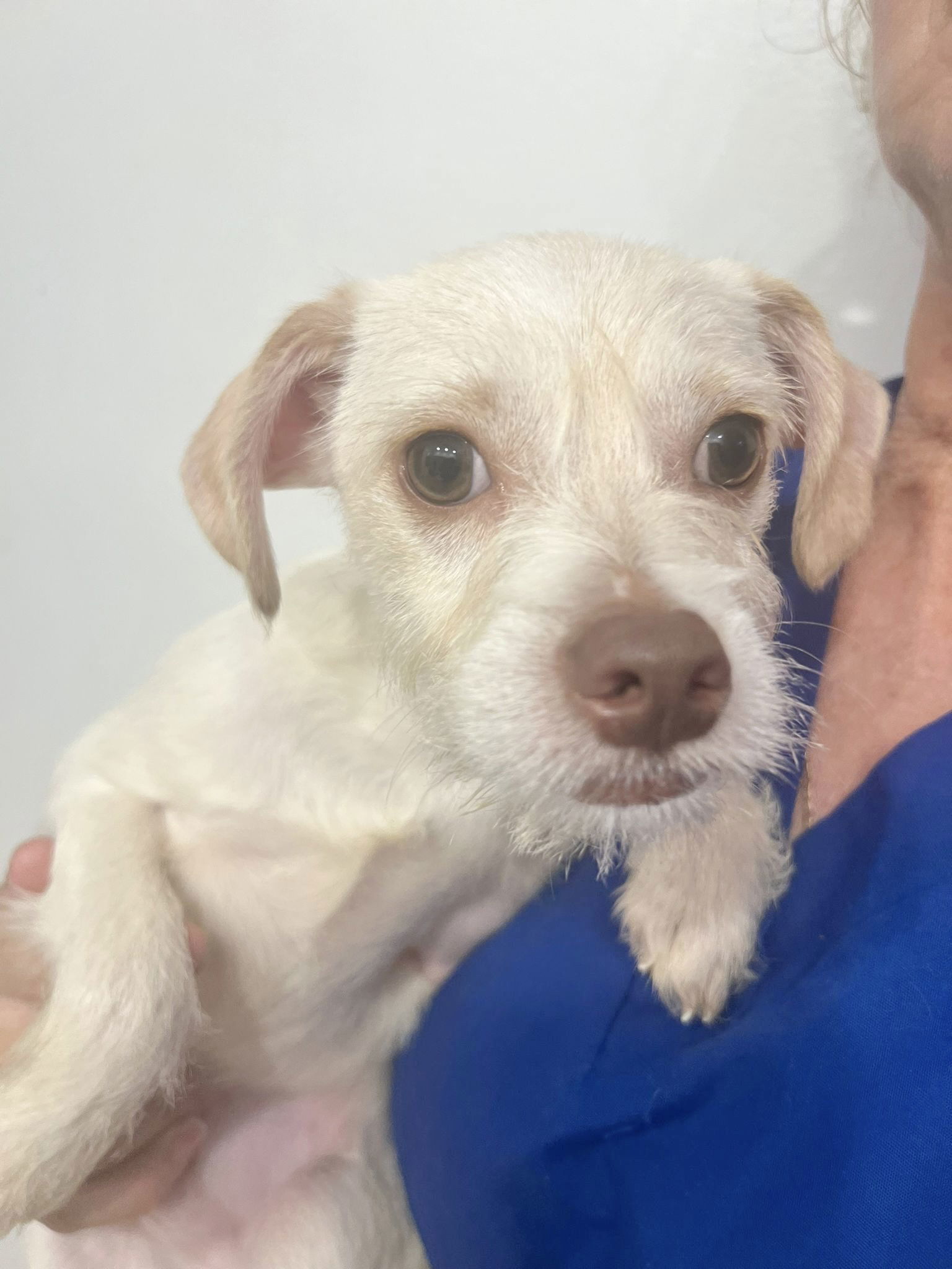 Adopt DEREK Today Find Paw Pal