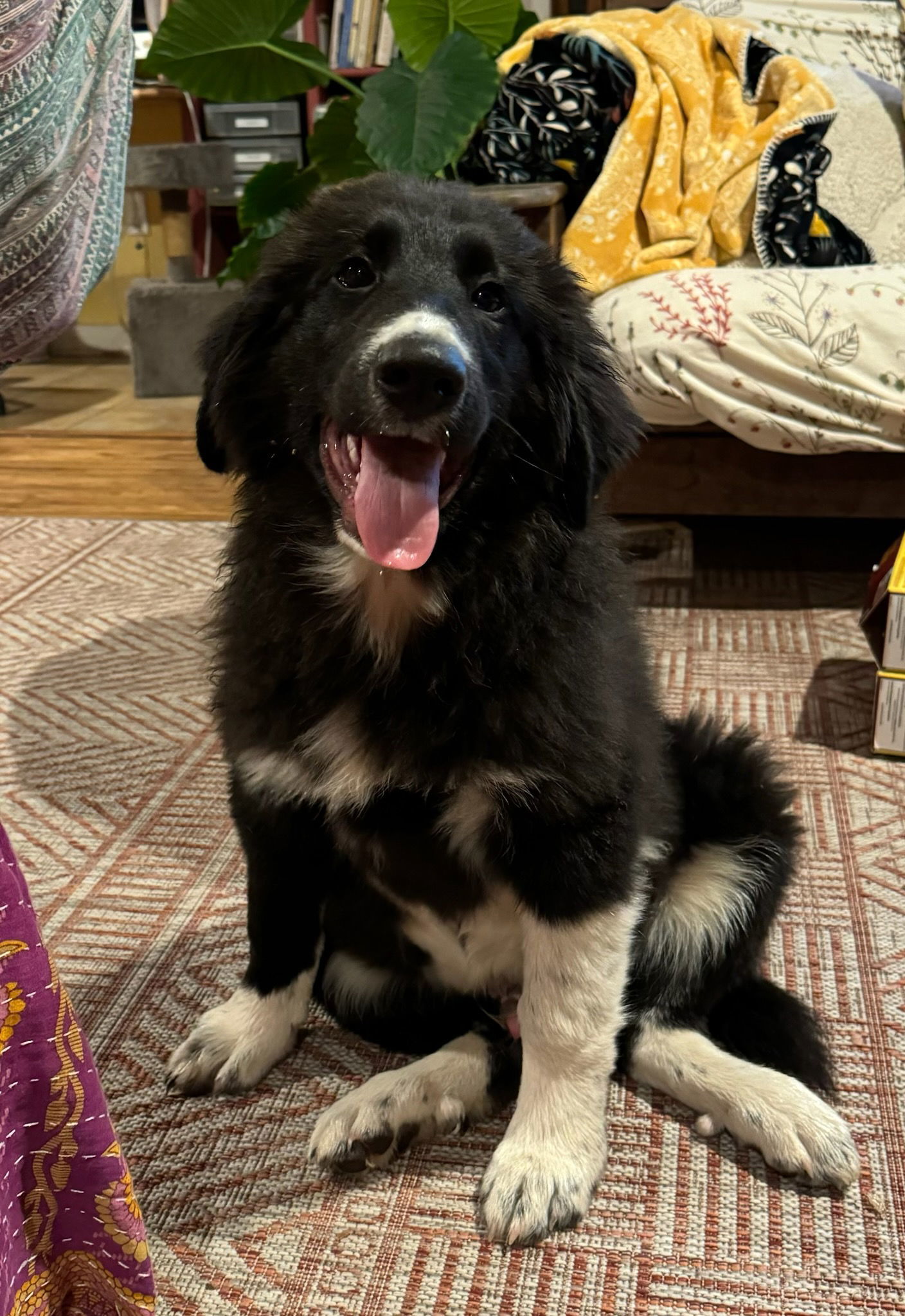 Adopt Polar Today Find Paw Pal