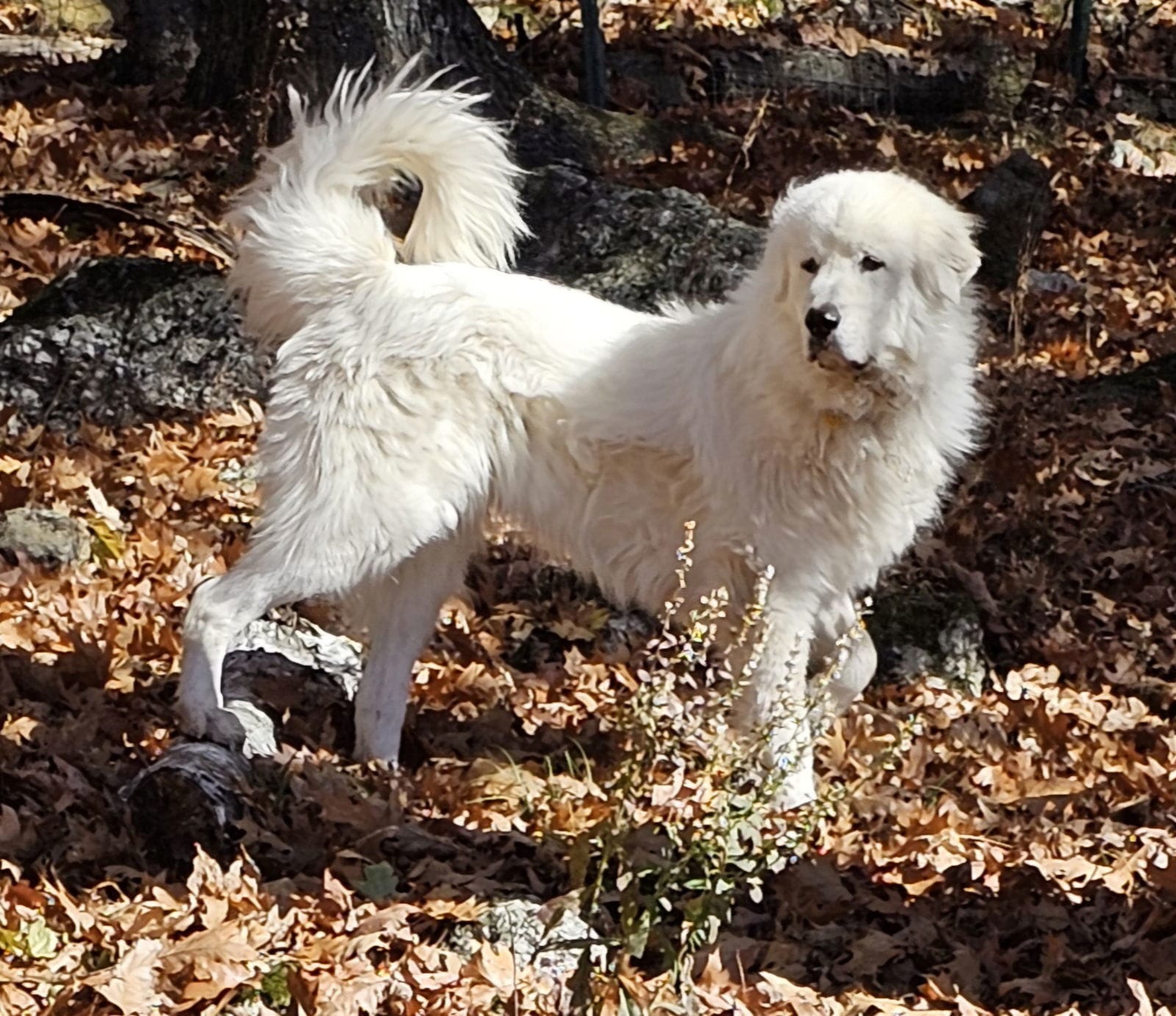 Adopt Coky in VT Today Pets TheCountyOffice