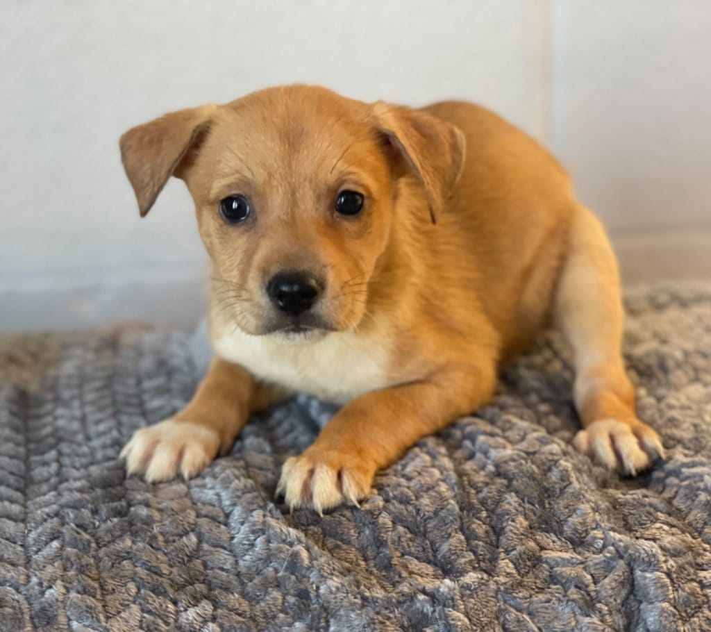 Adopt Scrabble Today Find Paw Pal