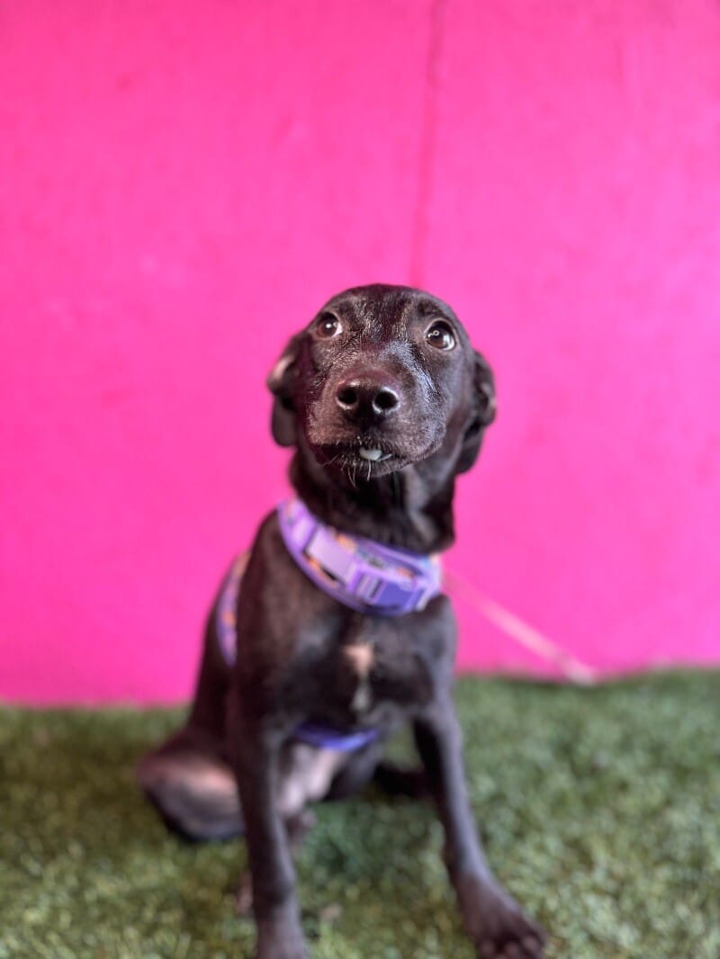 Adopt Mila Today Find Paw Pal