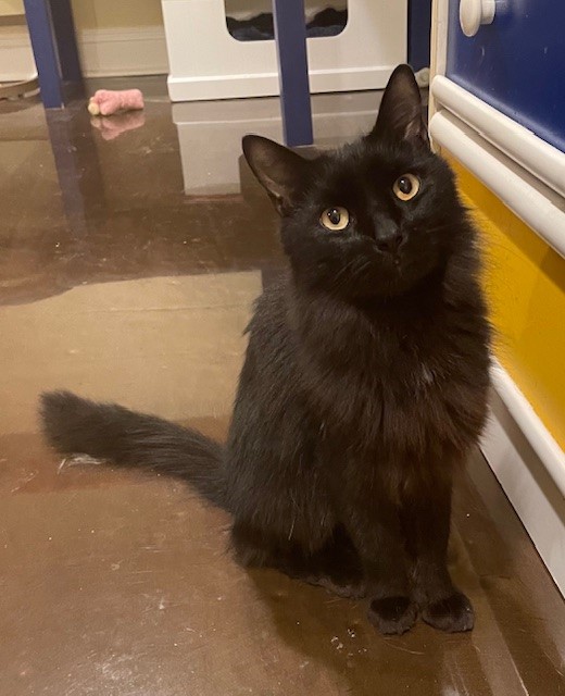 Adopt Melody Today Find Paw Pal