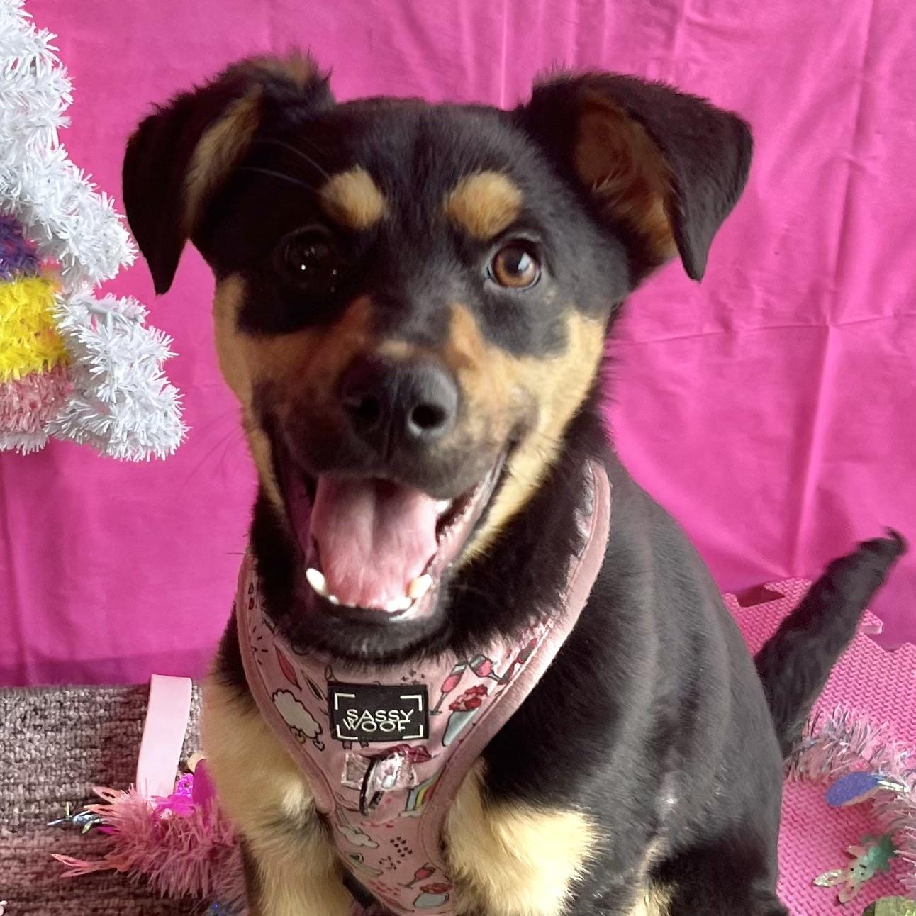 Adopt Miley Today Find Paw Pal