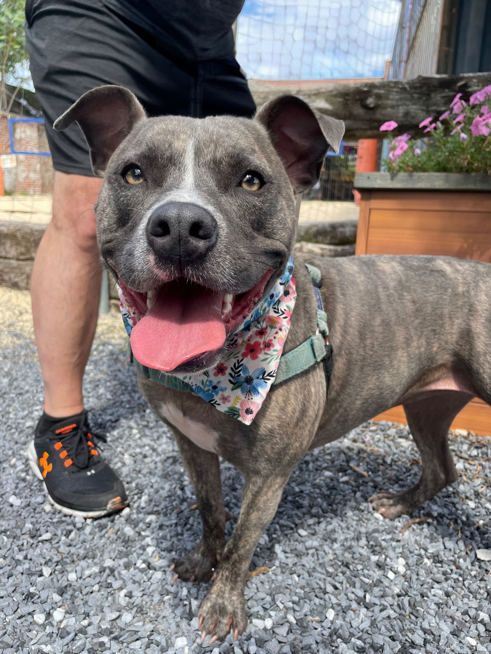 Adopt TABBY Today Find Paw Pal