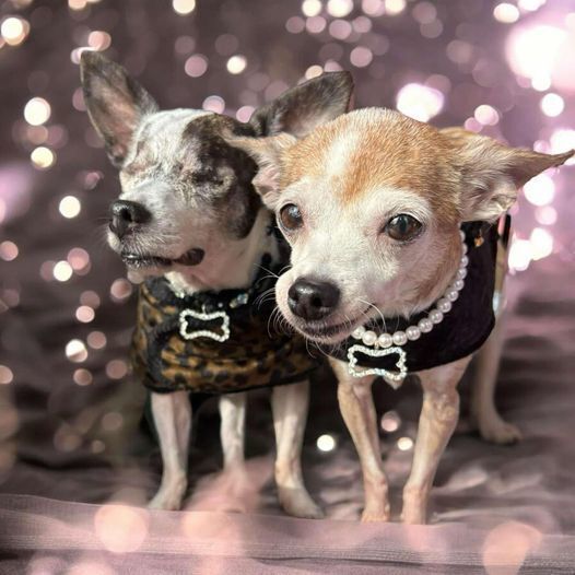 Adopt Zella Today Find Paw Pal