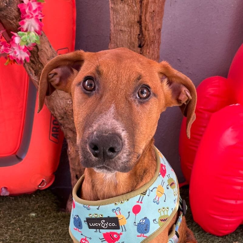 Adopt Nite Owl Today Find Paw Pal