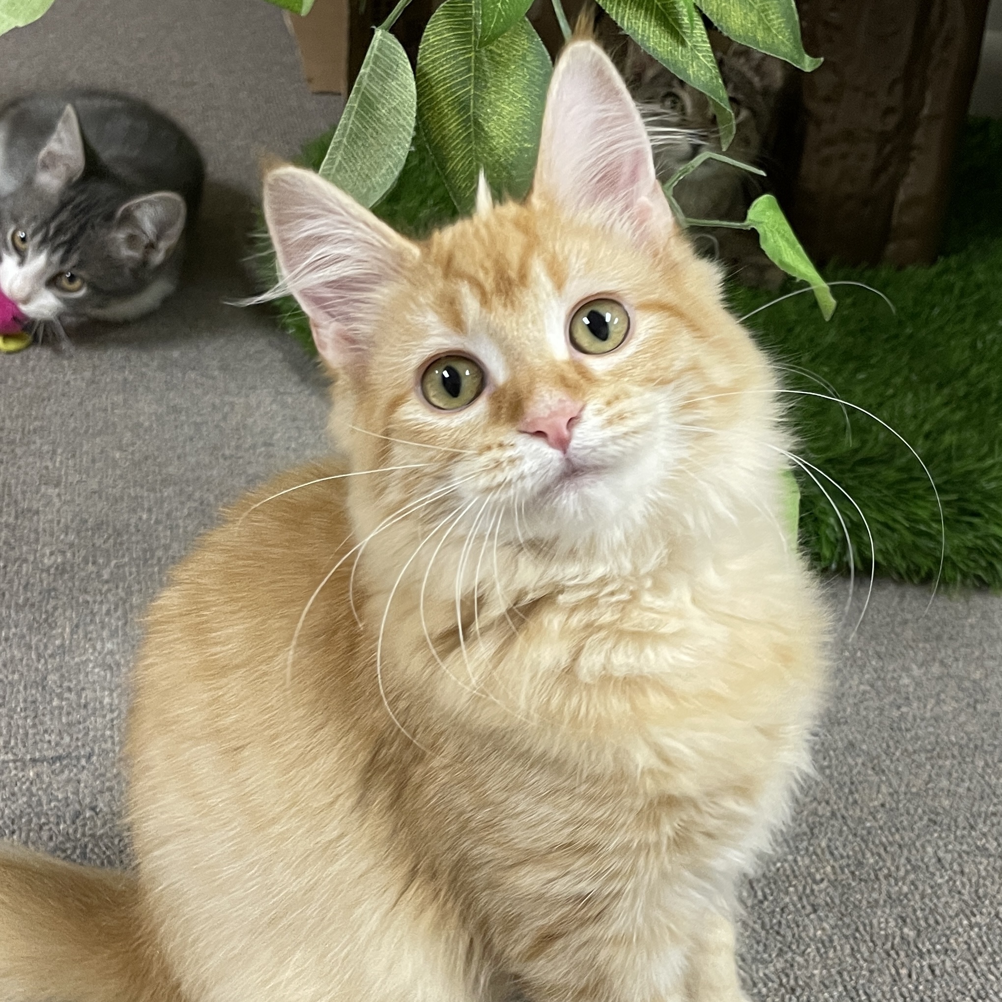 Adopt Gabby Today Find Paw Pal