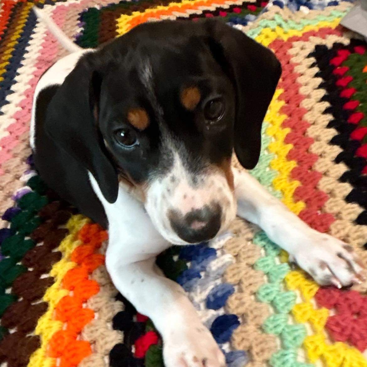 Adopt Sparky Today Find Paw Pal