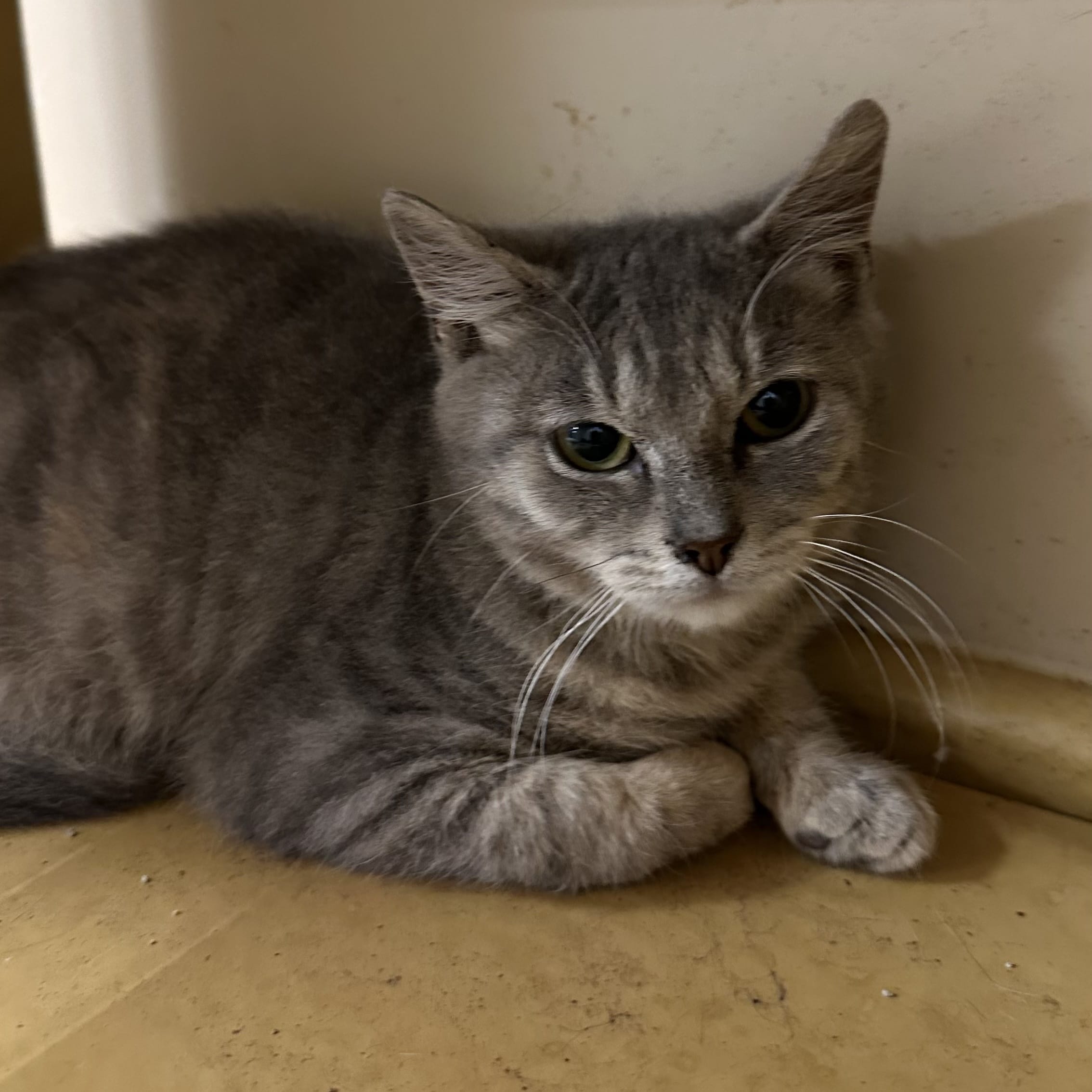 Adopt Lucy 2410055 Today Find Paw Pal