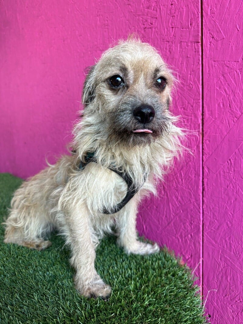 Adopt Pinky Today Find Paw Pal