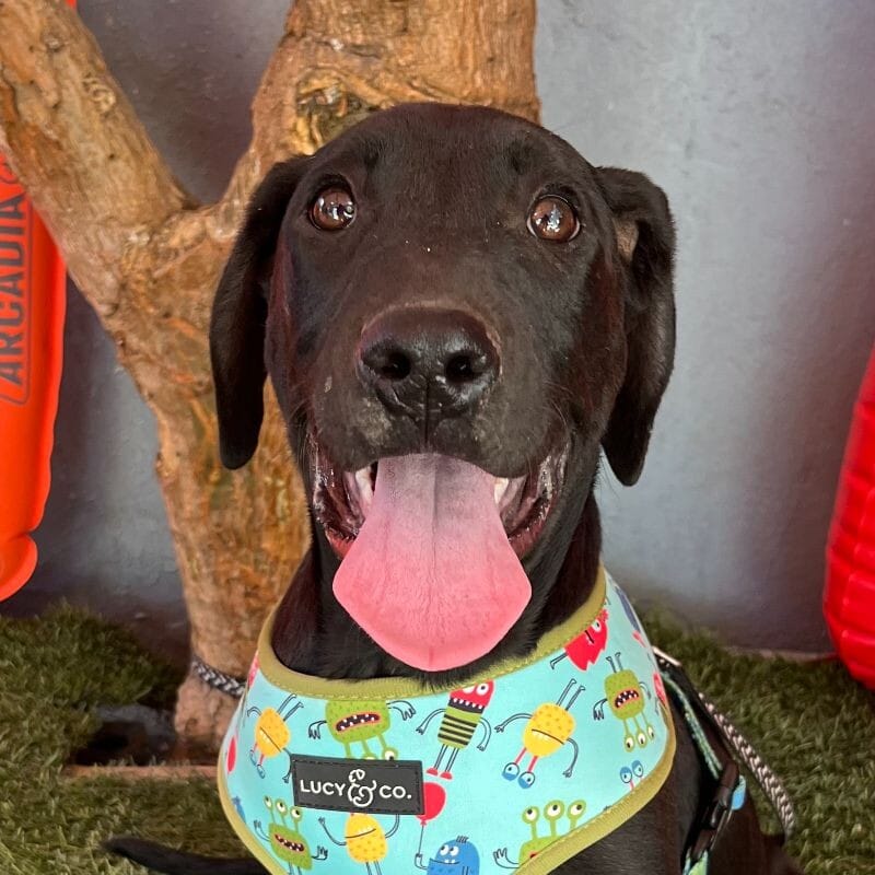 Adopt Prince Today Find Paw Pal