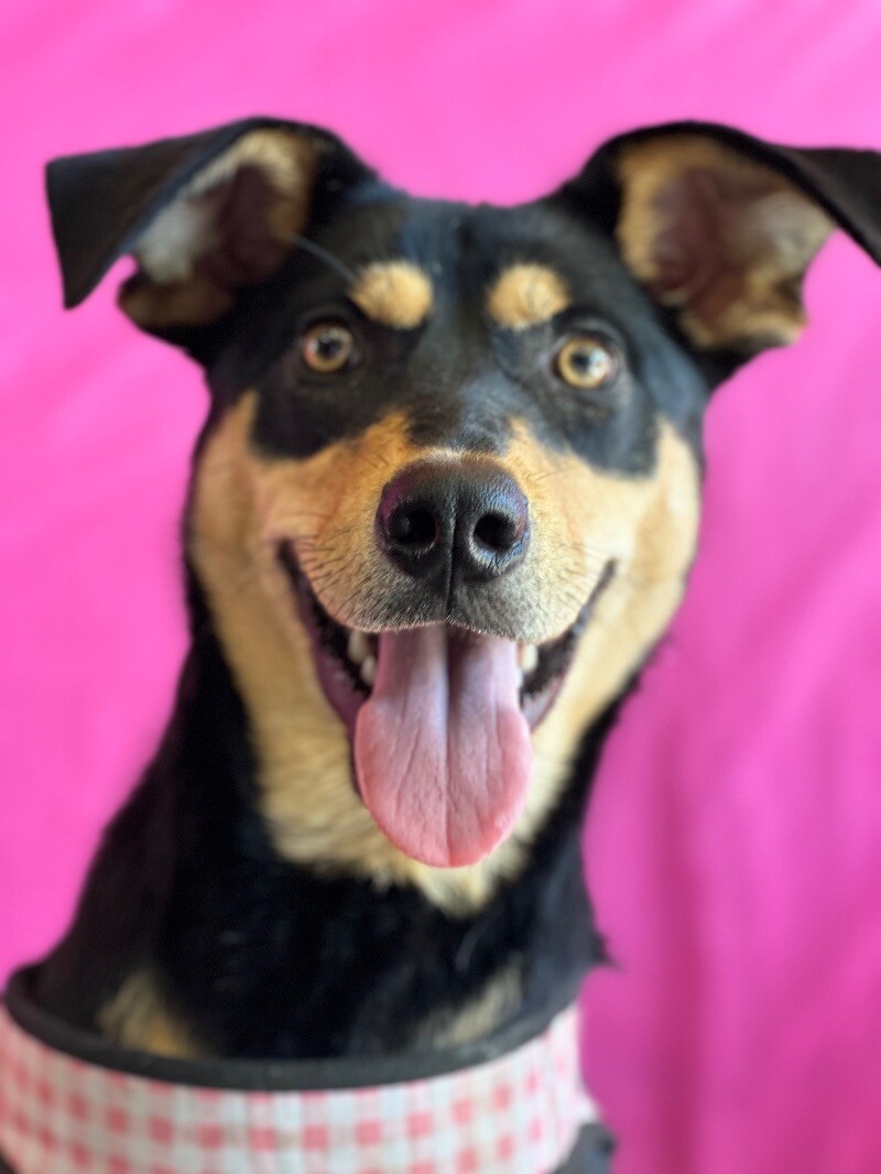 Adopt River Today Find Paw Pal