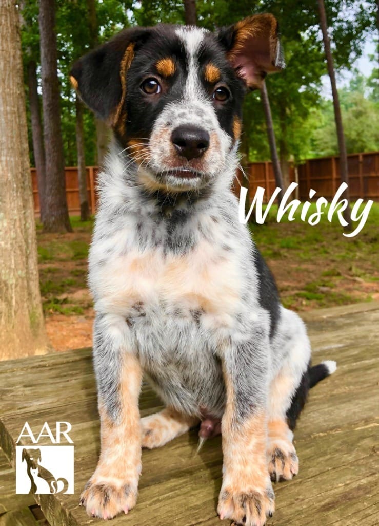 Adopt Rodeo Today Find Paw Pal