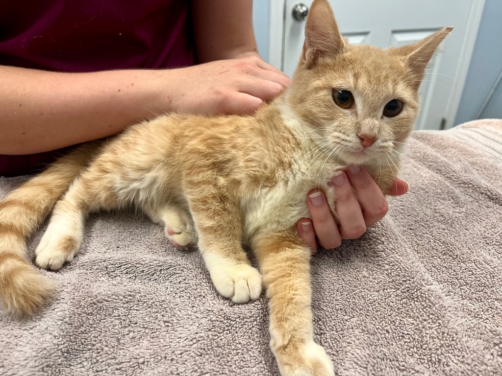 Adopt Duckley Today Find Paw Pal