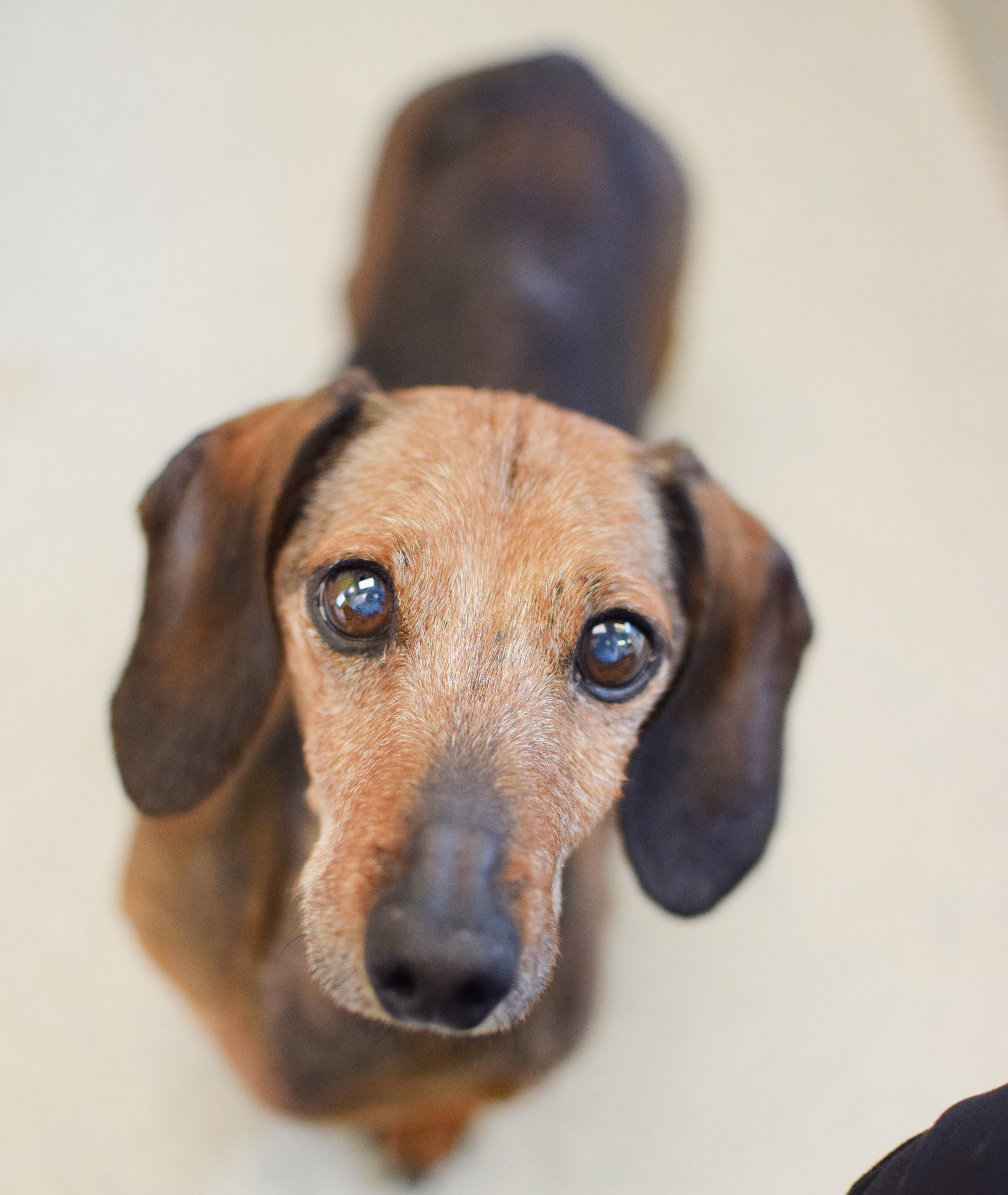 Adopt Frank Today Find Paw Pal