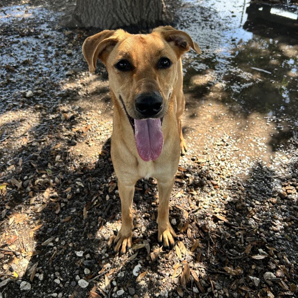 Adopt Calypso Today Find Paw Pal