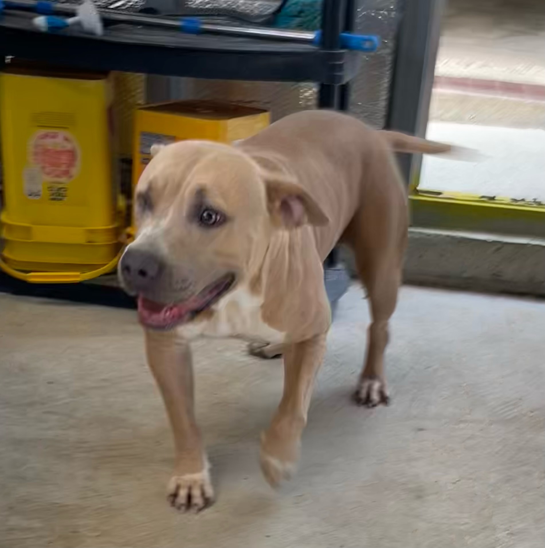 Adopt TABBY Today Find Paw Pal