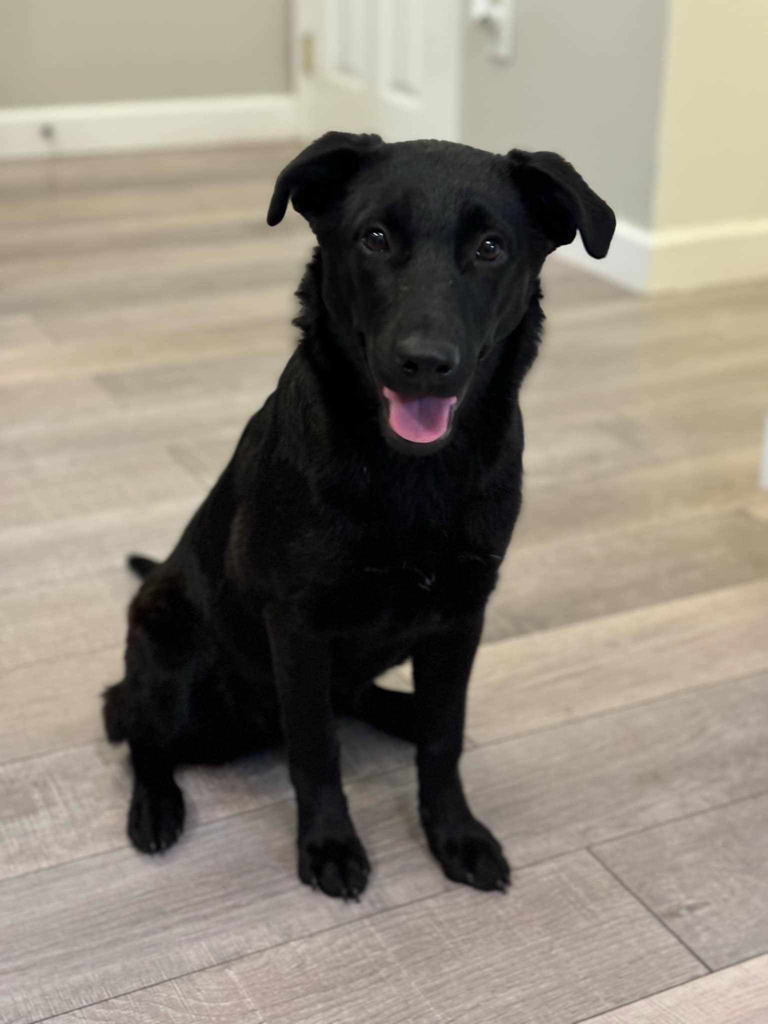 Adopt Bailey Today Find Paw Pal