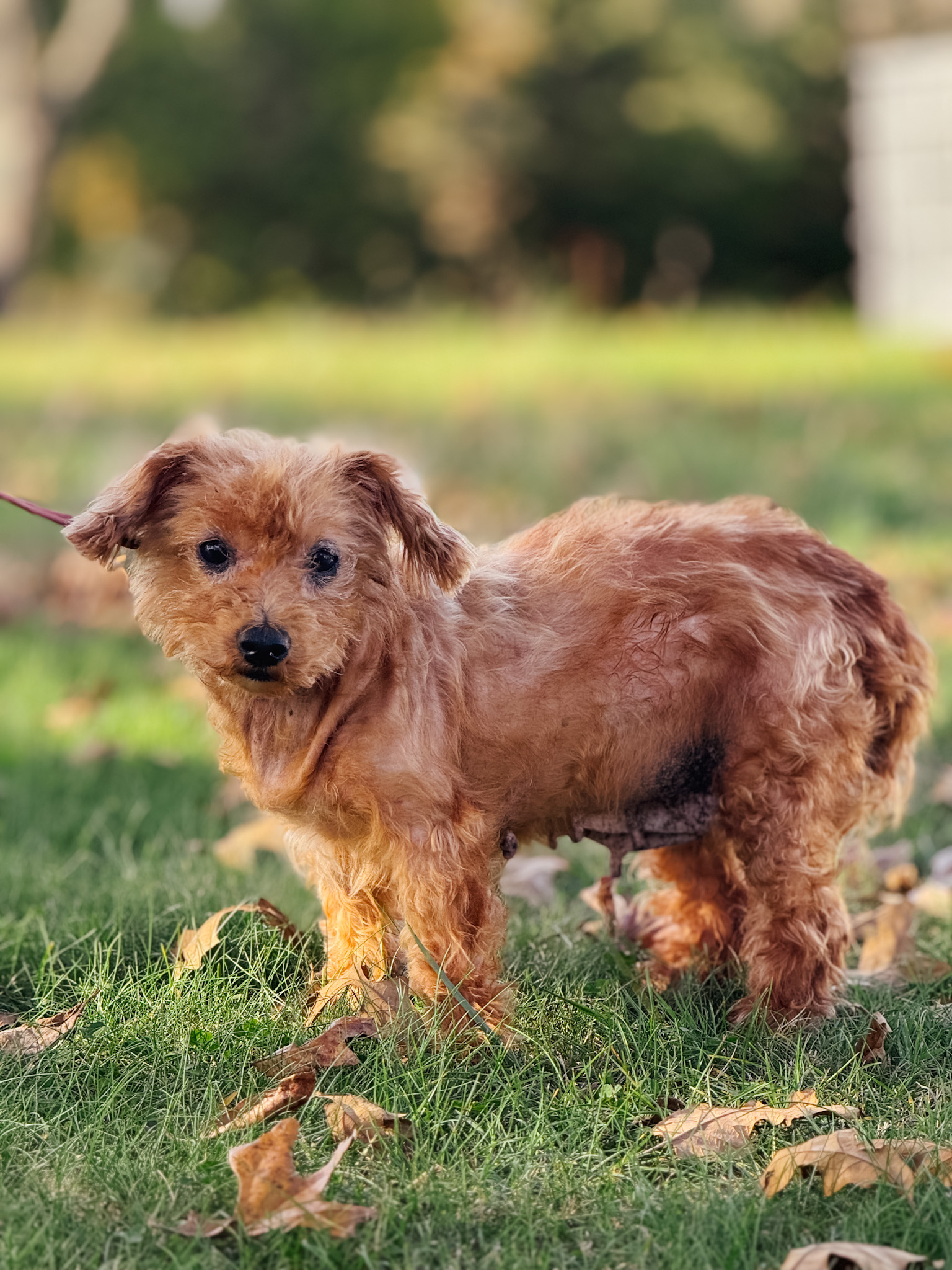 Adopt Sarah Transport Today Find Paw Pal