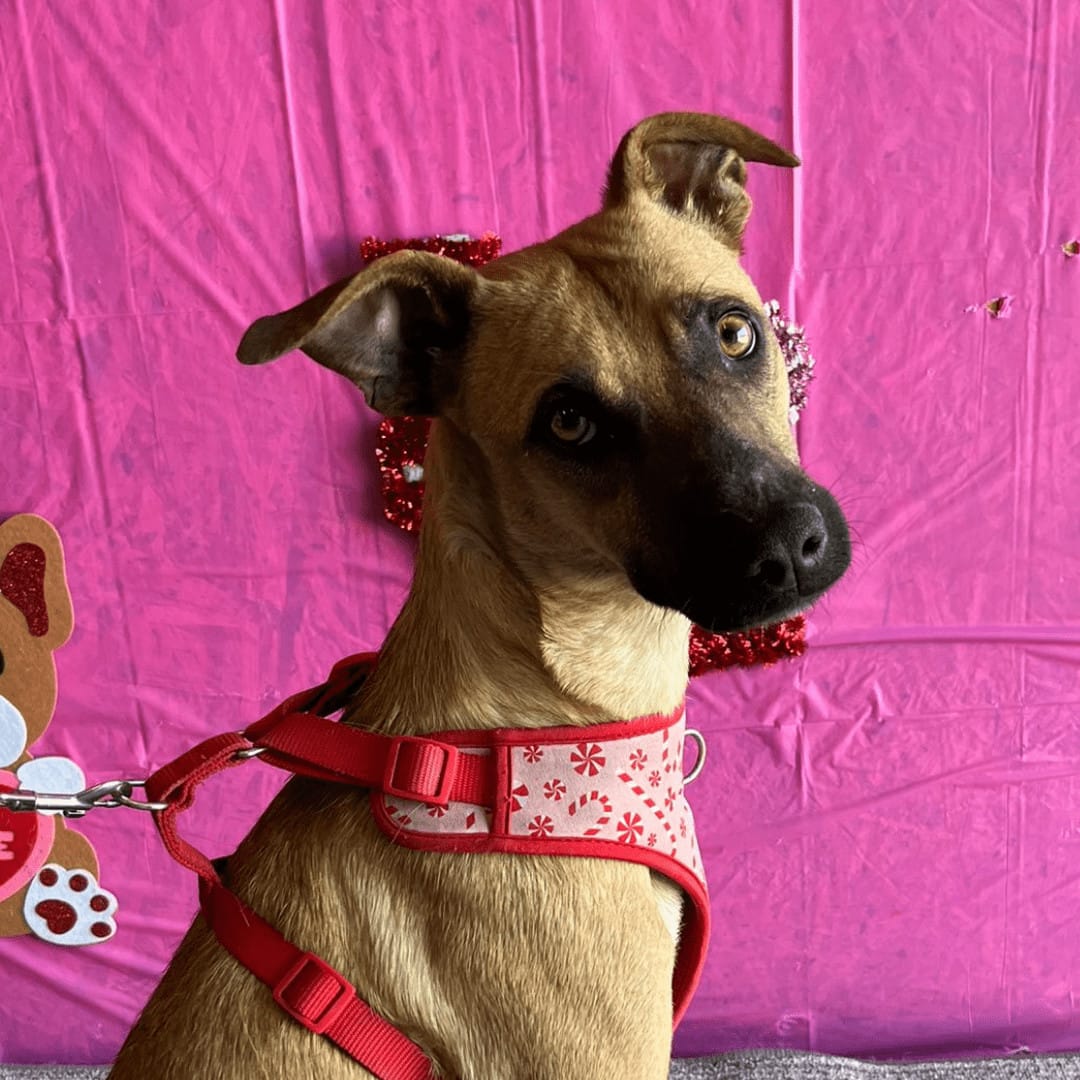 Adopt Roxie Today Find Paw Pal